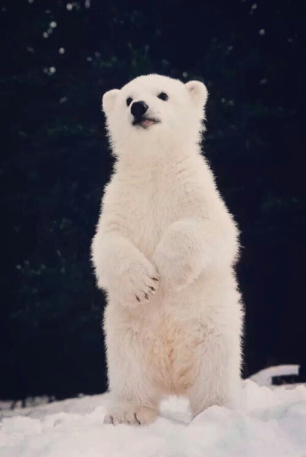 2月13日 18:23   关注  北极熊 可爱 评论 收藏