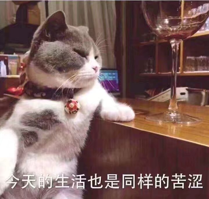 猫咪表情包