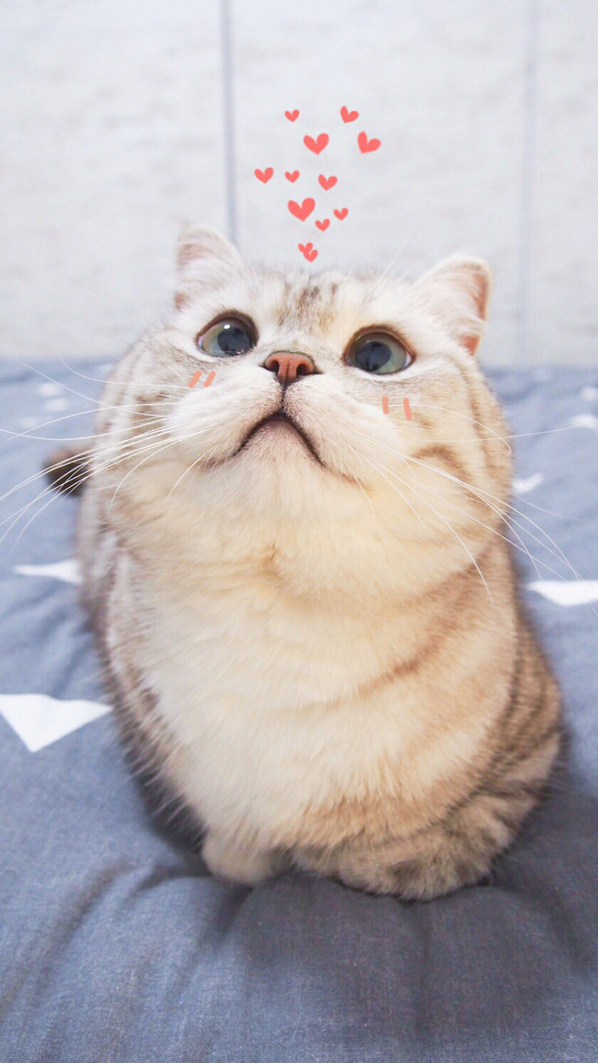 萌宠 可爱壁纸 头像 表情包猫咪