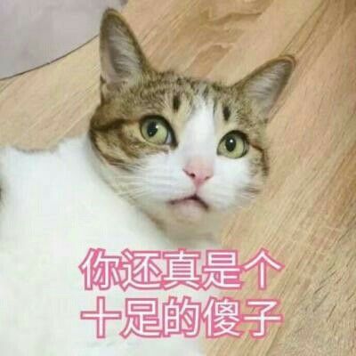 猫の表情包