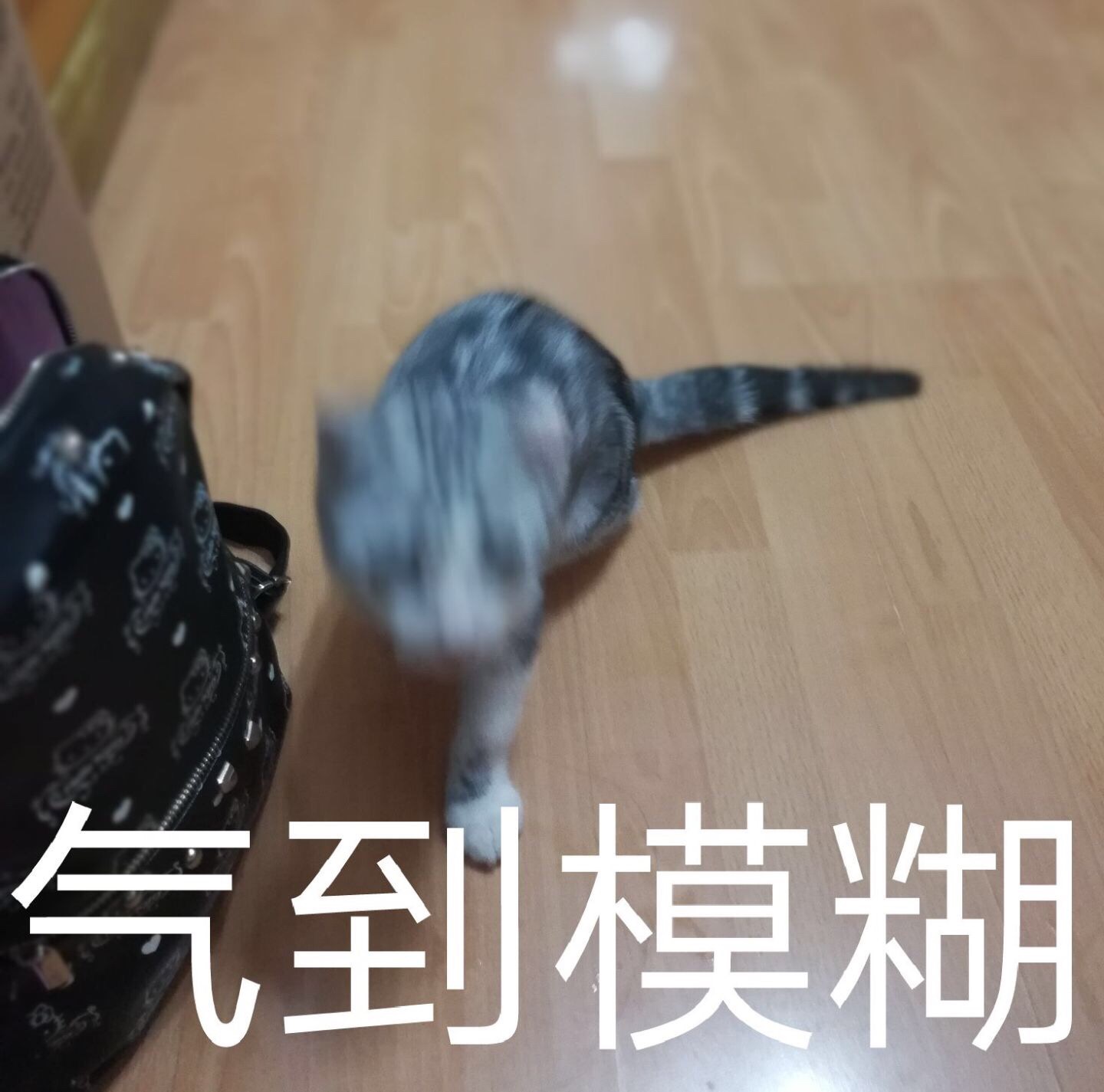 气到模糊—猫咪表情包