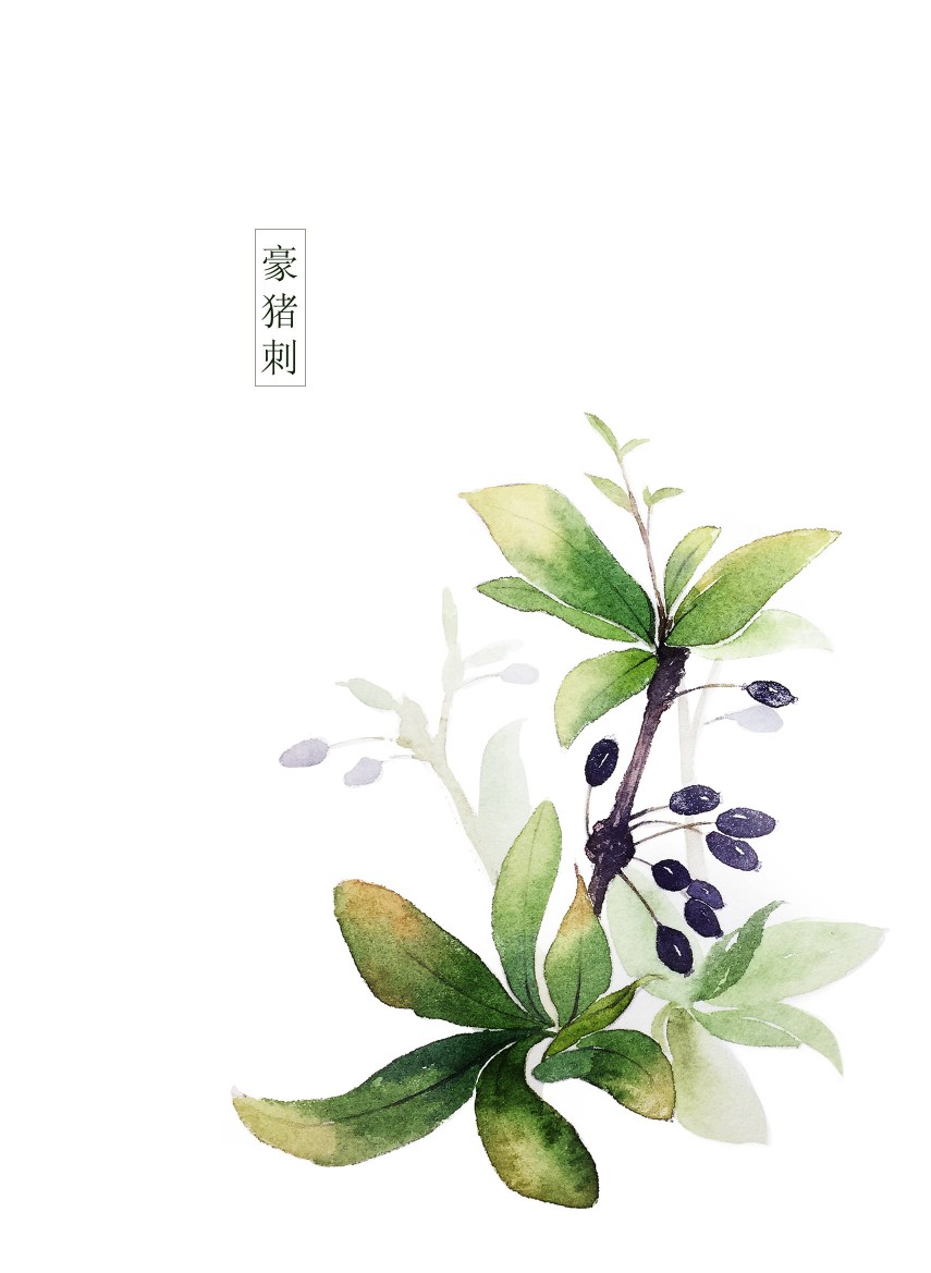 [cp]一组手绘植物 | 作者:@洛洛_努力修炼 [/cp] 转发