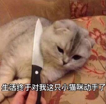 猫表情包可爱