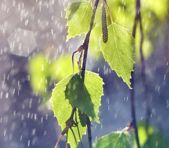 细细的小雨从遥远的天际缓慢地飘落下来,窗台下的叶子,被雨水染得翠绿