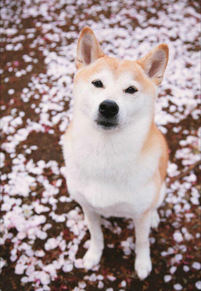 樱花静静落满地,我在雨中等着你柴犬头像与壁纸