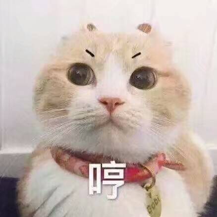 猫猫表情包哼