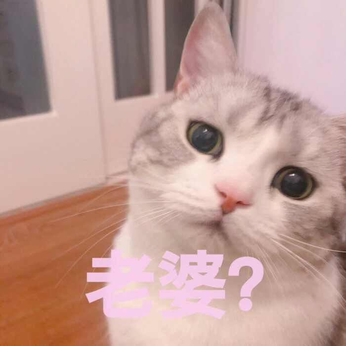 敲可爱的猫猫表情包