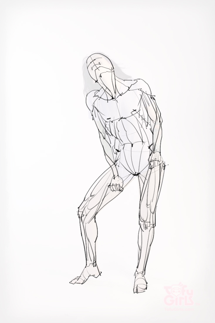 绘画参考 人体解剖,骨骼结构