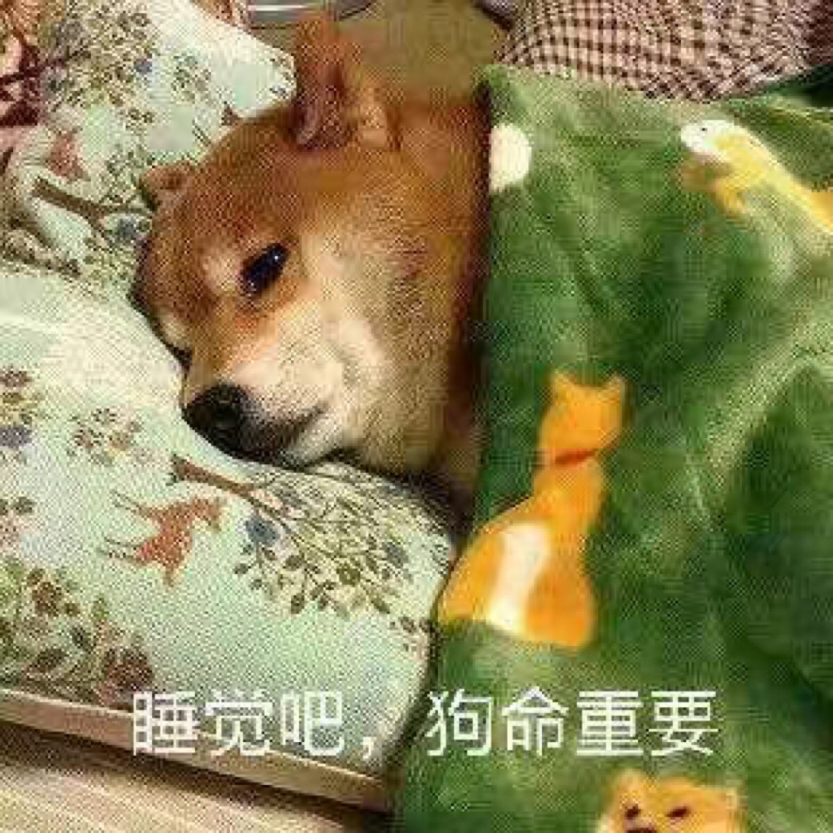 表情包 睡觉