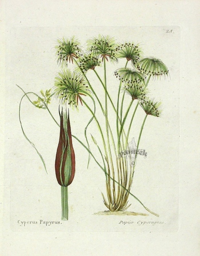 cyperus papyrus  别称: 纸草,埃及莎草,埃及纸草  界: 植物界  科