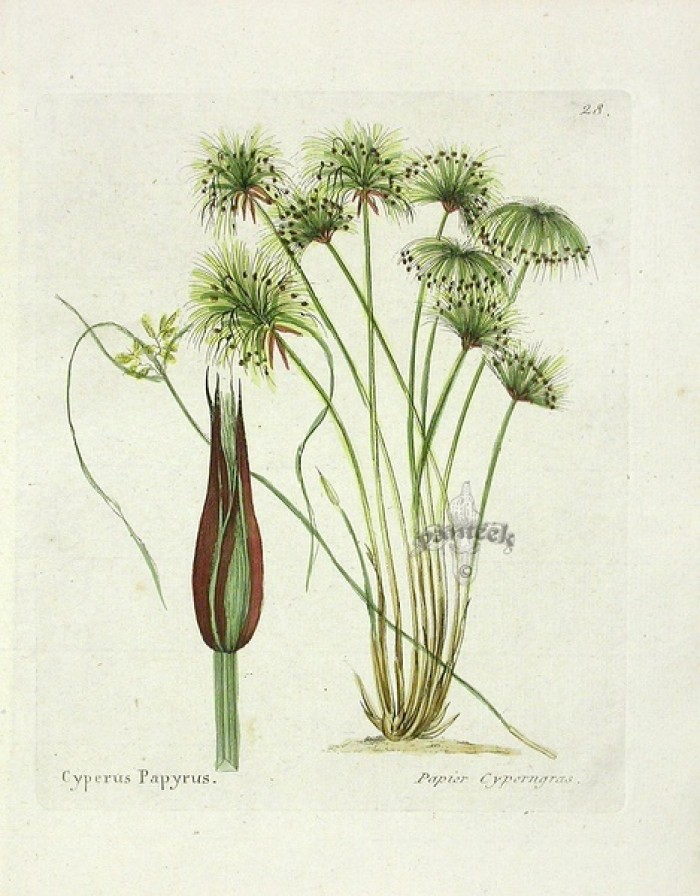 纸莎草(cyperus papyrus),水生植物.