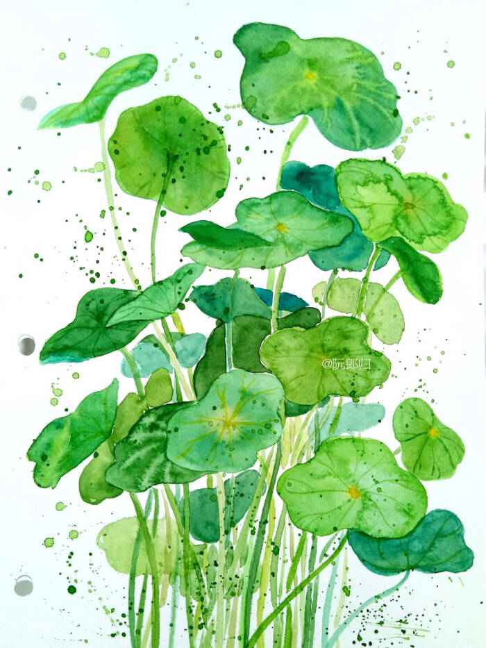铜钱草 