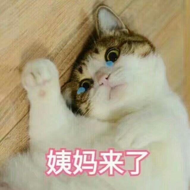 可爱小猫表情包