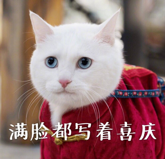 猫表情包 满脸都写着喜庆