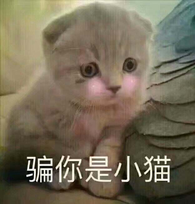 可爱小猫表情包