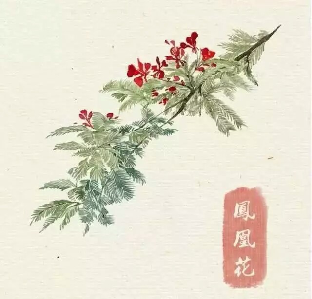 花/凤凰花