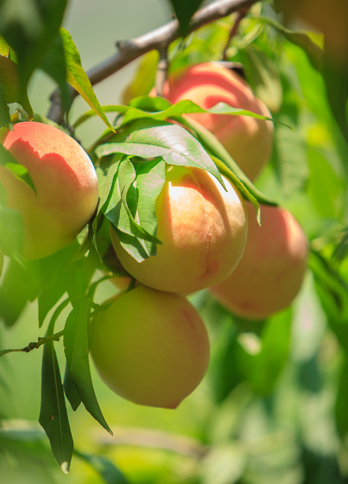 桃(学名:amygdalus persica l.):蔷薇科,桃属植物.