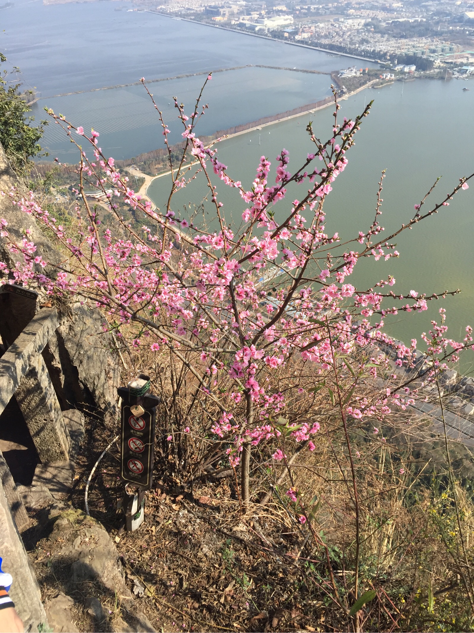 山上桃花