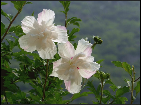 韩国-----木槿花