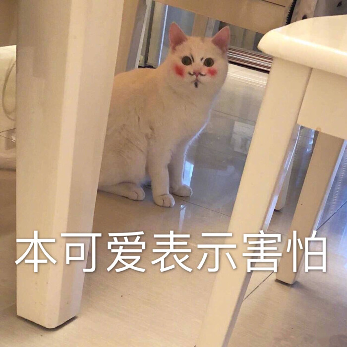 猫表情包 本可爱表示害怕