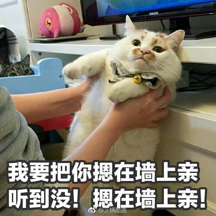 猫表情包 我要把你摁在墙上亲