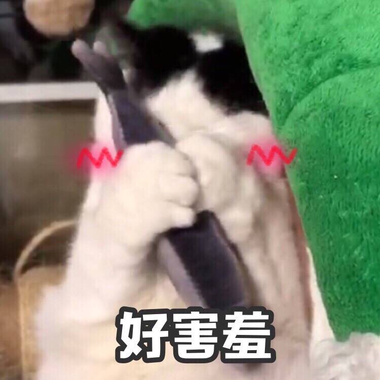 猫表情包 好害羞