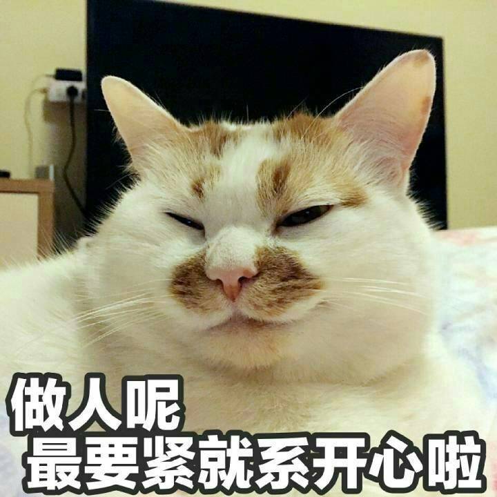 萌宠,猫咪表情包