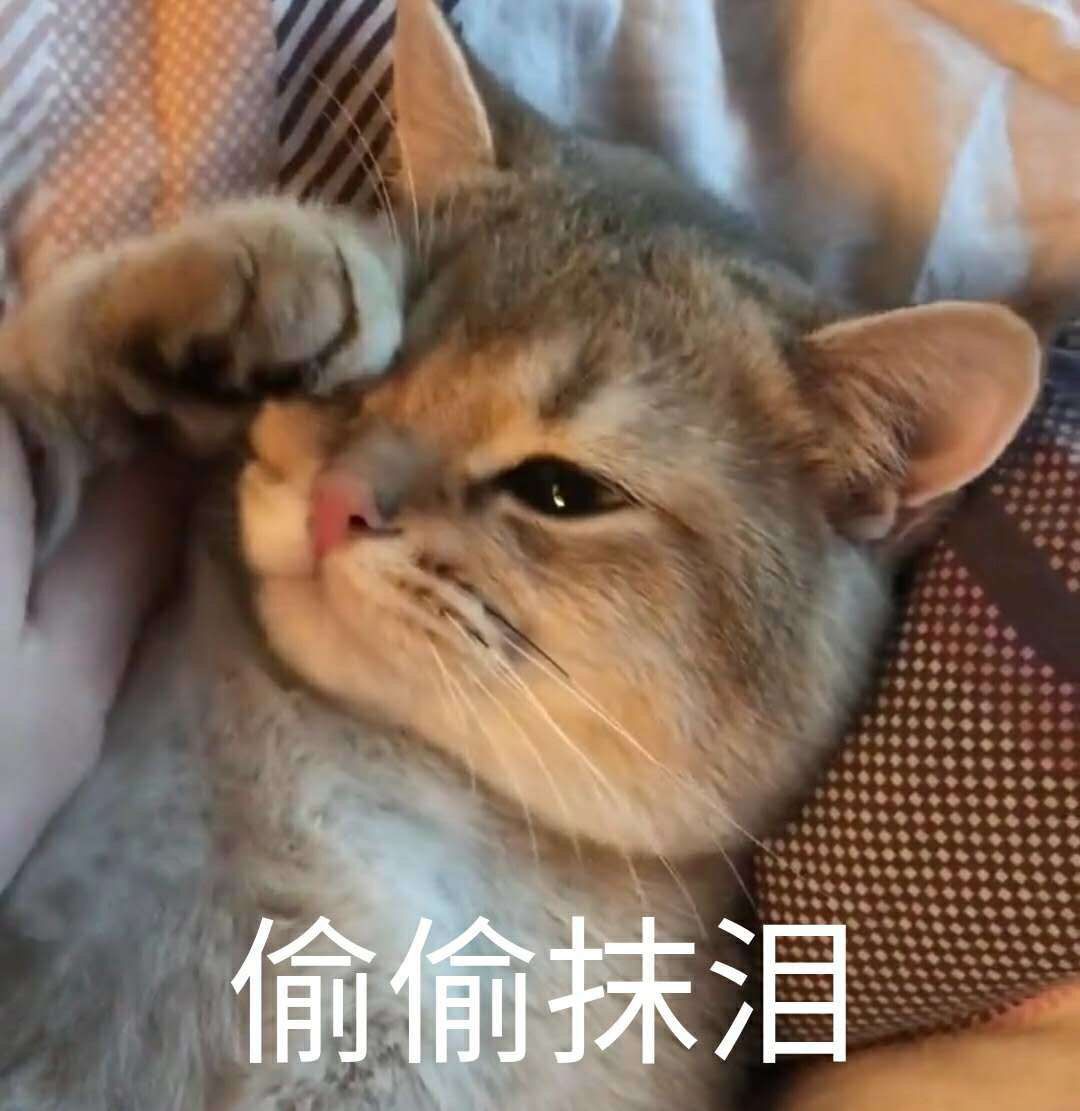 猫咪表情包