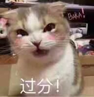 猫咪表情包