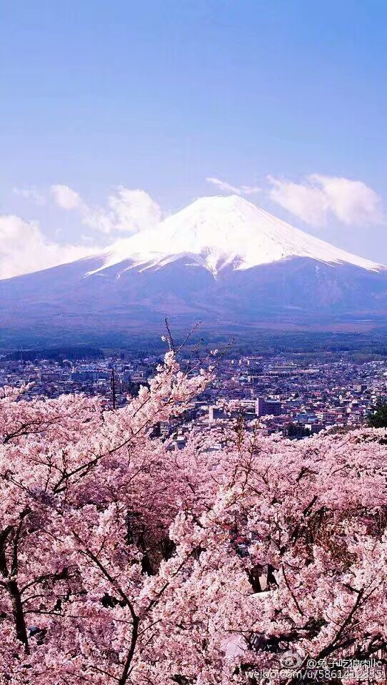 2018年3月1日 2:10   关注  樱花 壁纸 风景 日系 富士山 评论 收藏