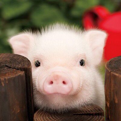 小香猪头像 可爱动物