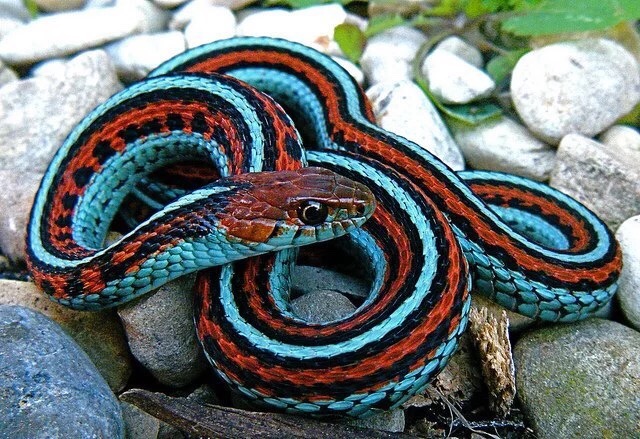 是一种无毒陆生蛇类,有着令人惊艳的条纹中夹杂着方格的图案.