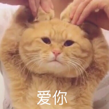 比心猫 