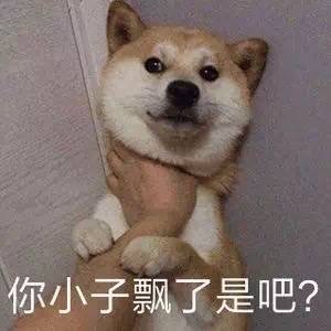 柴犬表情包