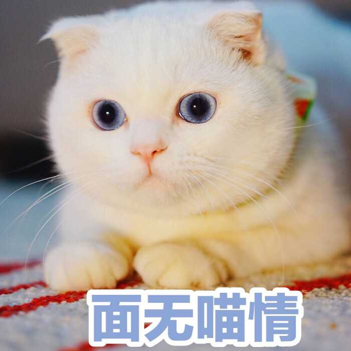 可爱 萝莉 软妹 仙女 少女心 情侣 头像壁纸 猫咪表情包