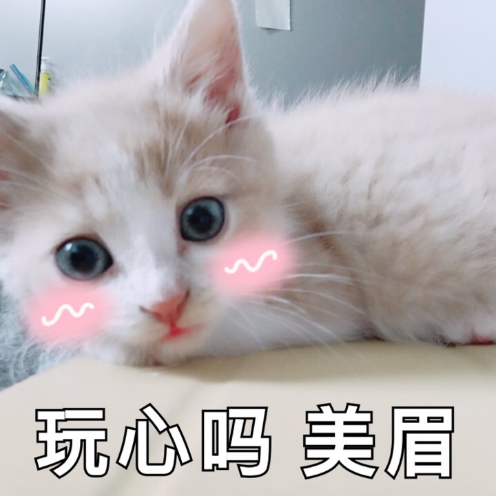 可爱 萝莉 软妹 仙女 少女心 情侣 头像壁纸 猫咪表情包