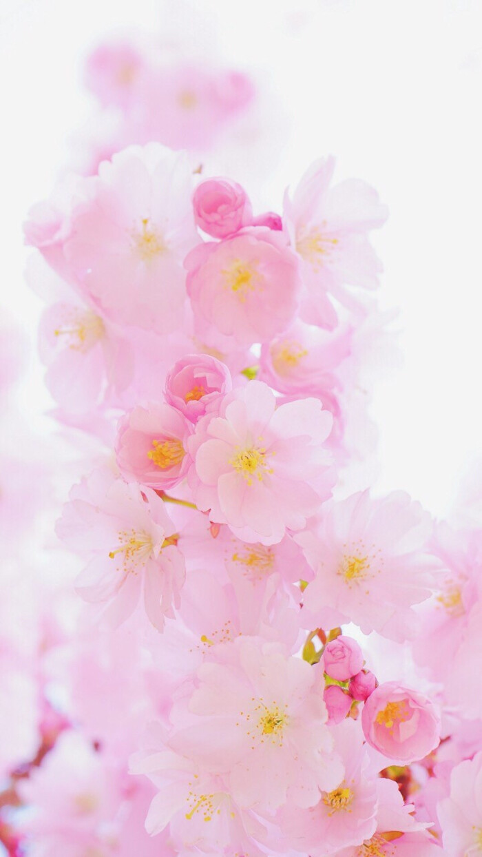 鲜花 插花 捧花 花艺 清新 摄影 绿植 淡雅 自然 壁纸 锁屏 屏保 高清