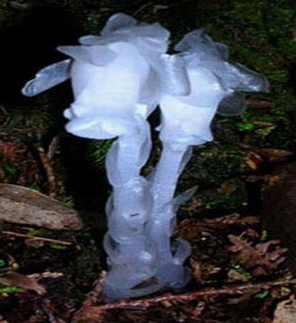 水晶兰 