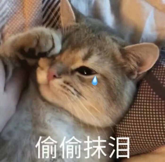 猫咪表情包