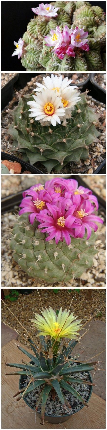 仙人掌科的世界四大名球:花笼,帝冠,菊水,光山.