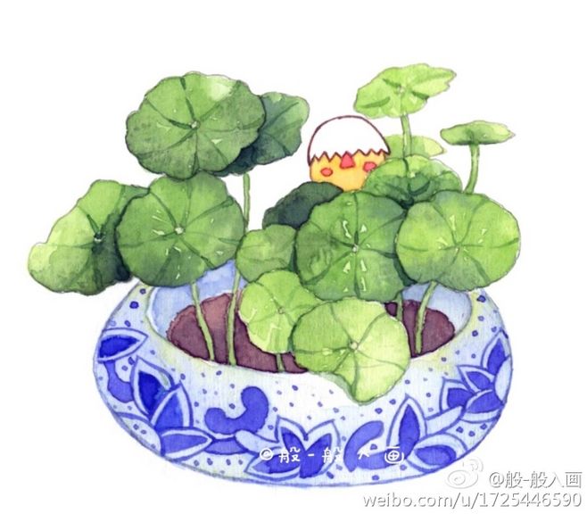 六盆铜钱草 大家都要大发呀(已商用) (作者:@般-般入画 )