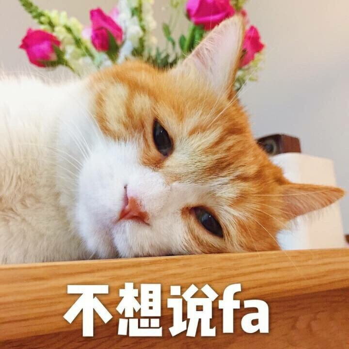 萌萌的小猫表情包,撒娇卖萌,可爱mua