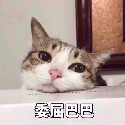 小猫表情包,萌宠