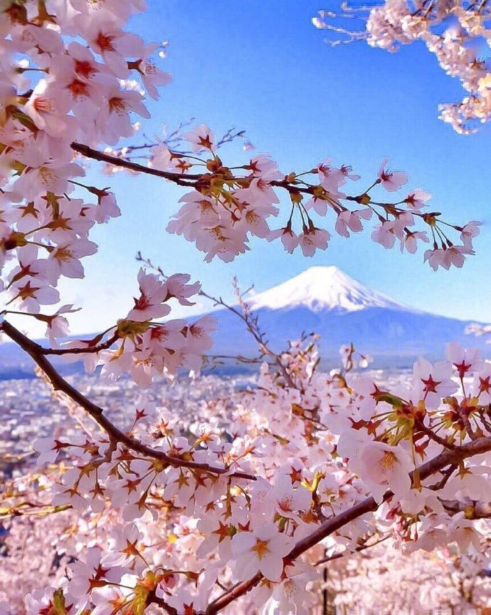 日本 富士山 樱花