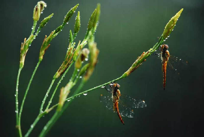 【雨中小动物】突遇倾盆大雨,各种昆虫和小动物们苦苦挣扎,试图摆脱"