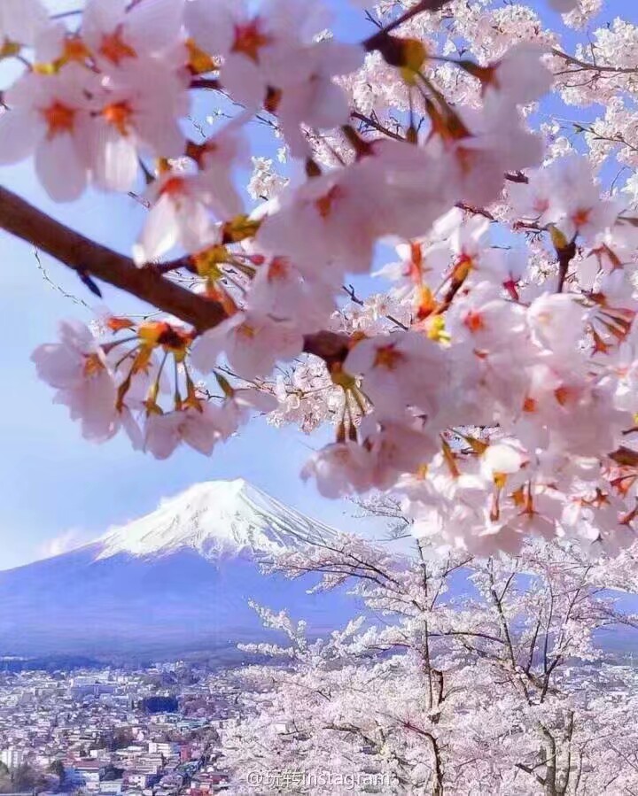 日本 樱花 富士山 背景