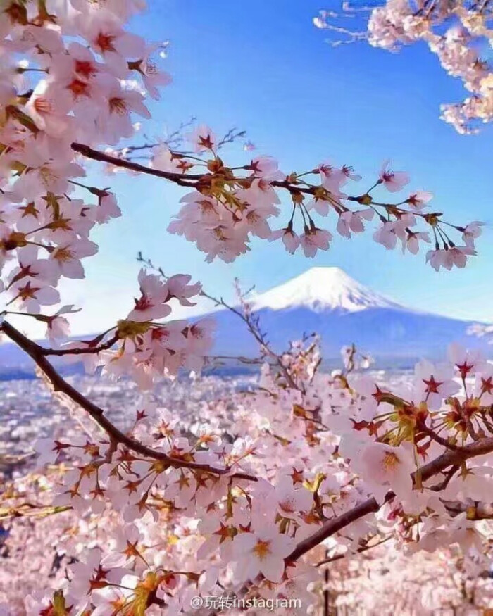 日本 樱花 富士山 背景