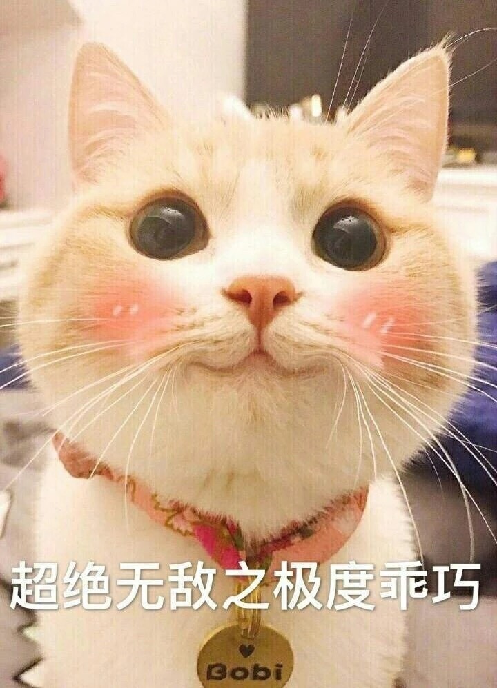 表情包哟～猫 超级无敌之极度乖巧