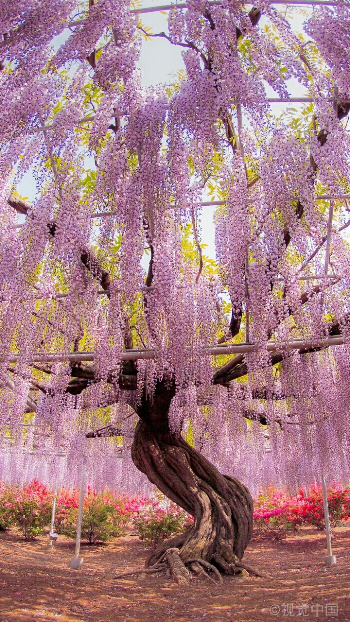 紫藤花比樱花更迷人