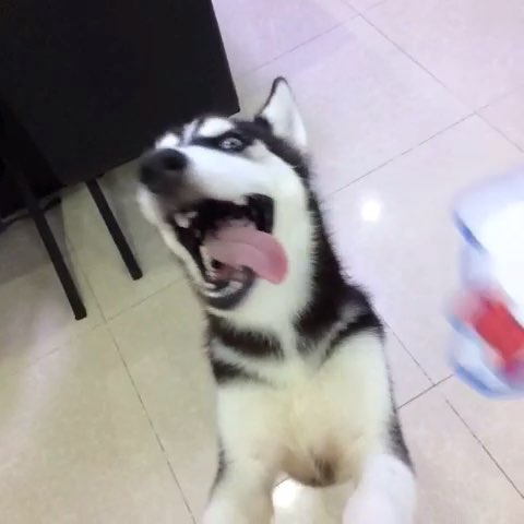 开黑头像·哈士奇